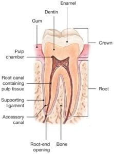 Diagram of the anatomy of a healthy tooth